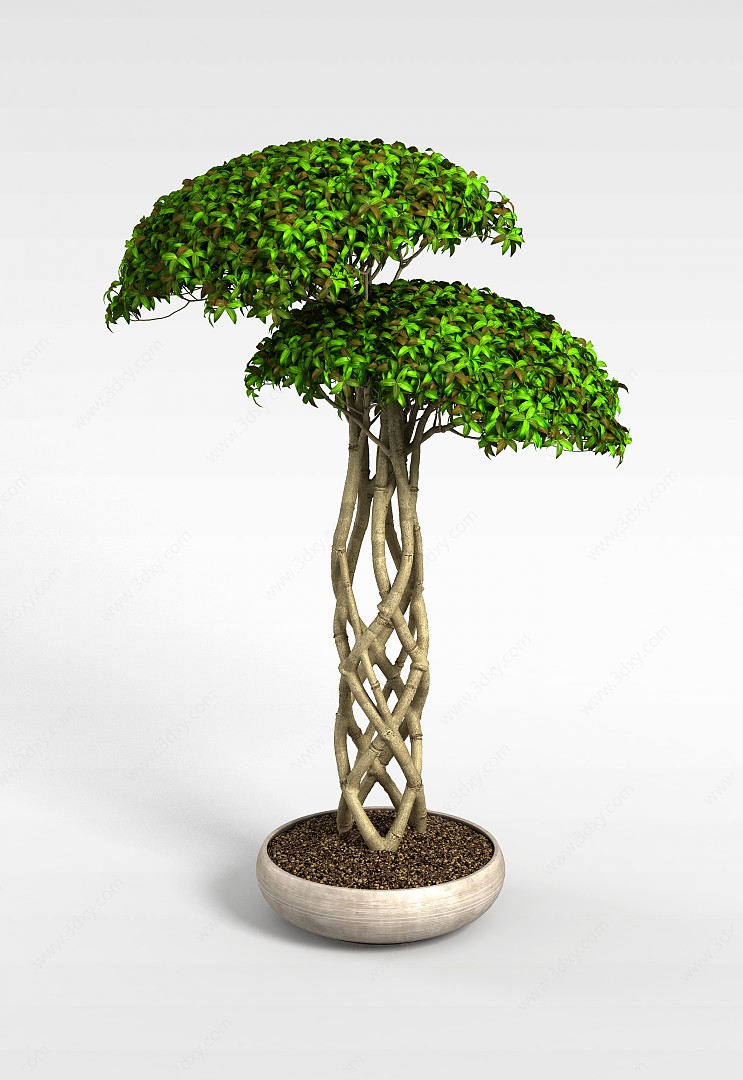 树盆栽植物3D模型