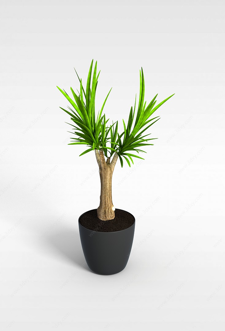 小树植物3D模型
