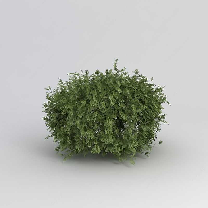 灌木植物3D模型