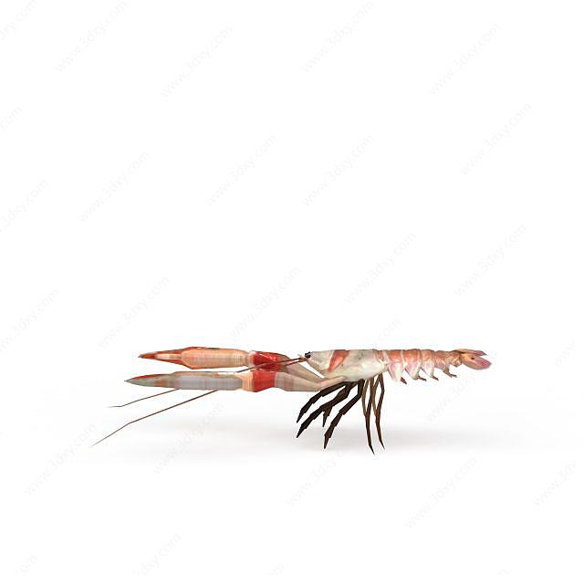 南美虾3D模型