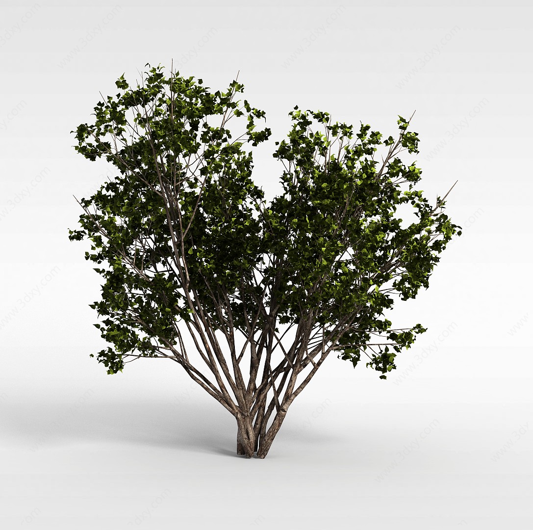 园林绿化树3D模型