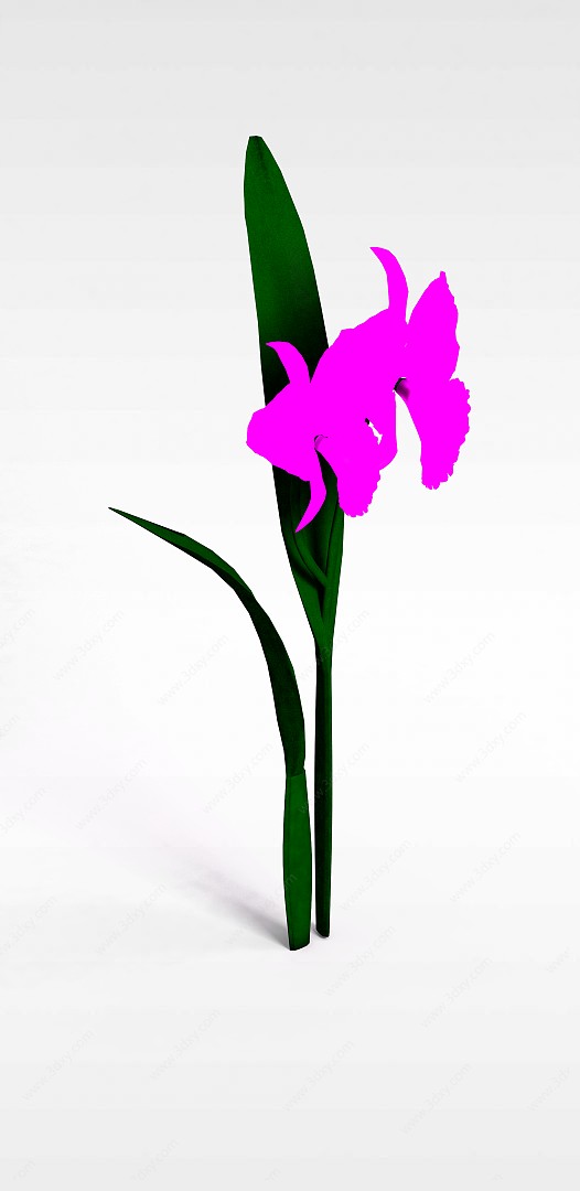 花朵兰草3D模型