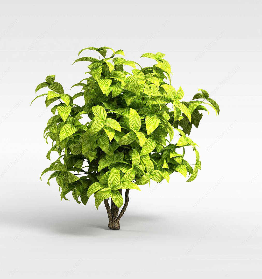 绿色矮灌木3D模型