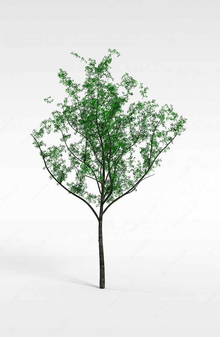 园林植物小树苗3D模型