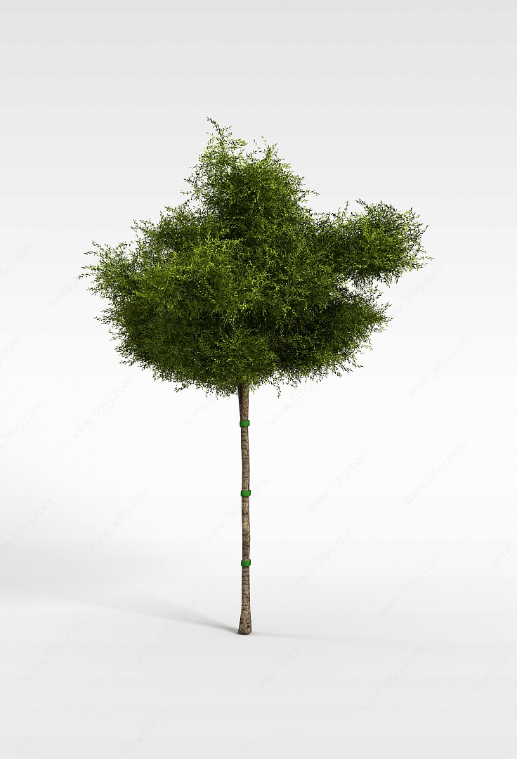 公园树3D模型