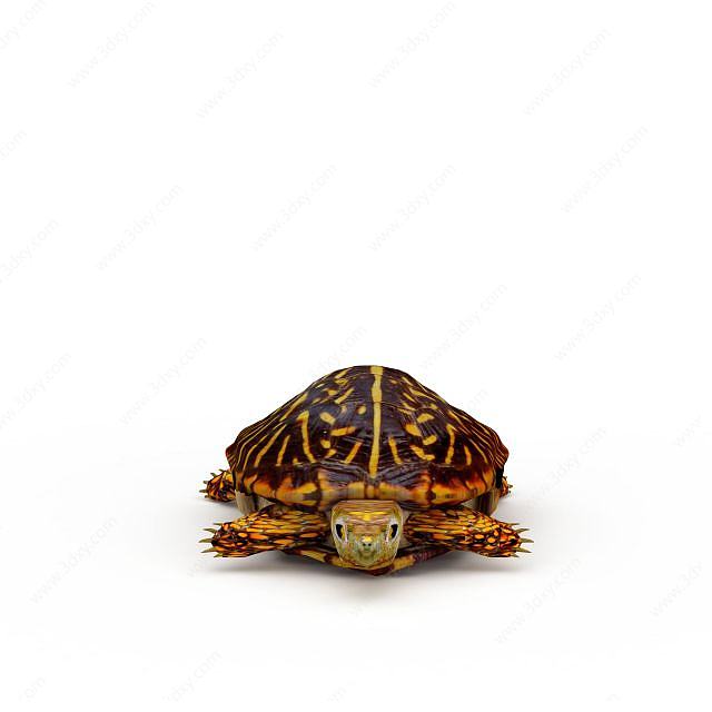 乌龟海龟3D模型