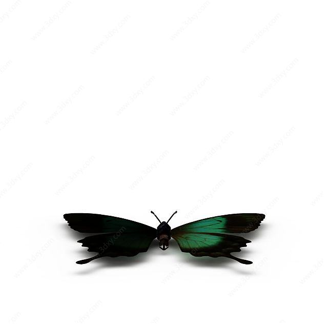 飞行类动物彩色蝴蝶3D模型