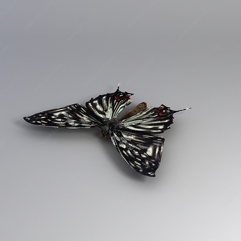 蝴蝶3D模型