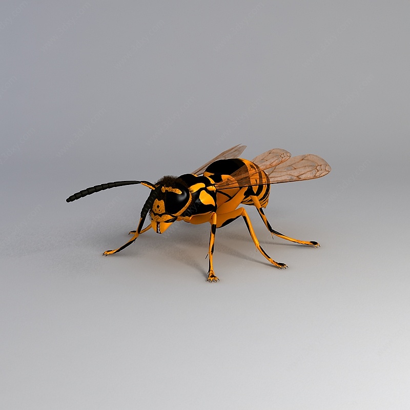 飞行动物虫子飞虫3D模型