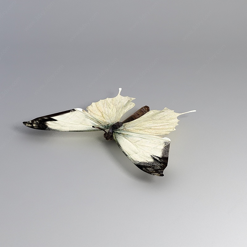 飞行动物飞蛾3D模型
