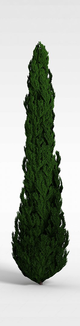 柏树3D模型