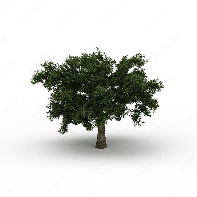 大树3D模型