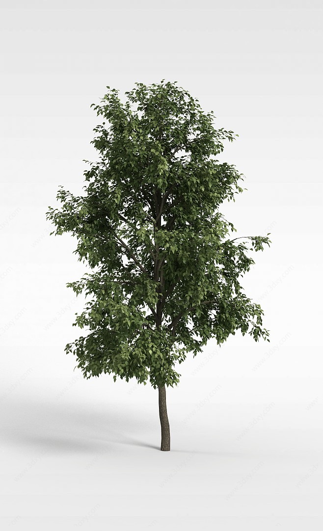 院落绿化树木3D模型