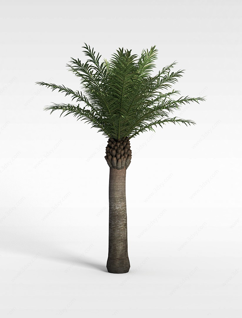 热带针叶树木3D模型