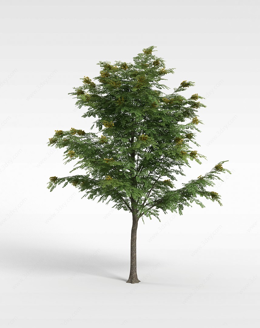 细叶绿树3D模型
