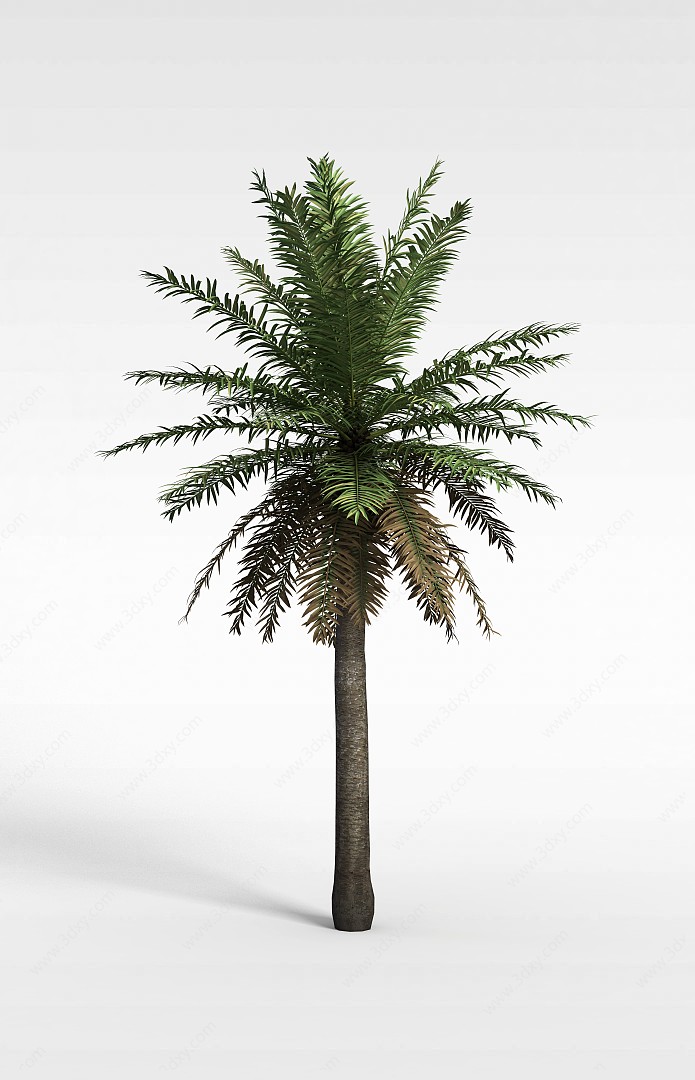 针叶树木3D模型