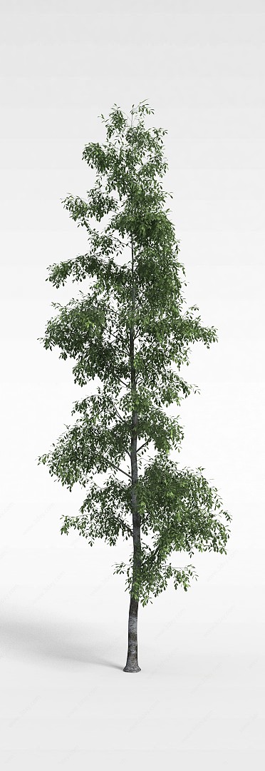 园林观赏树木3D模型
