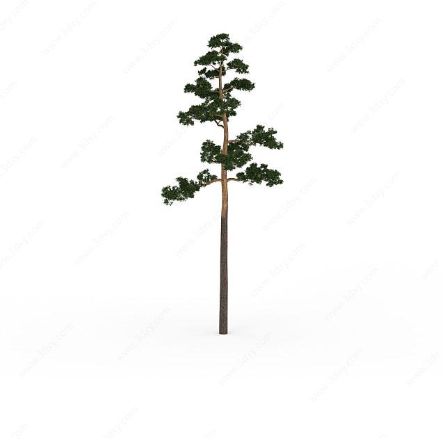 常青松树3D模型
