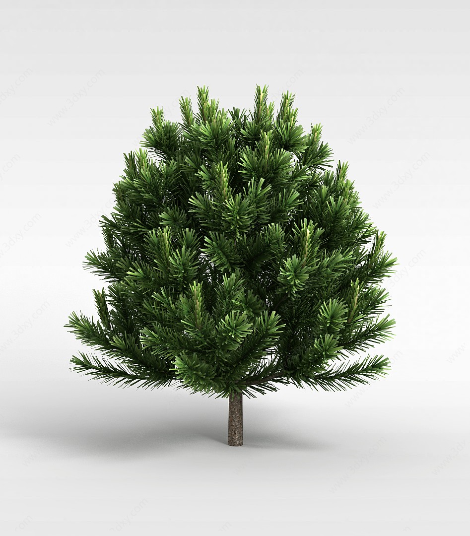 针叶树3D模型