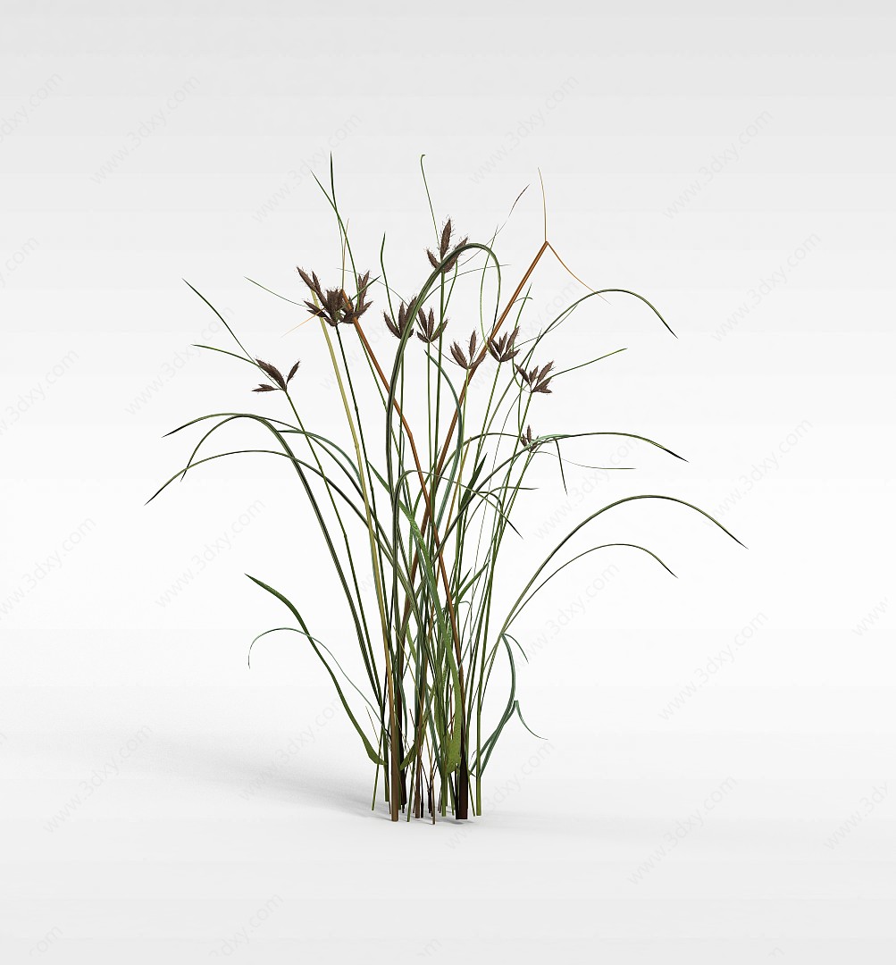水生植物3D模型
