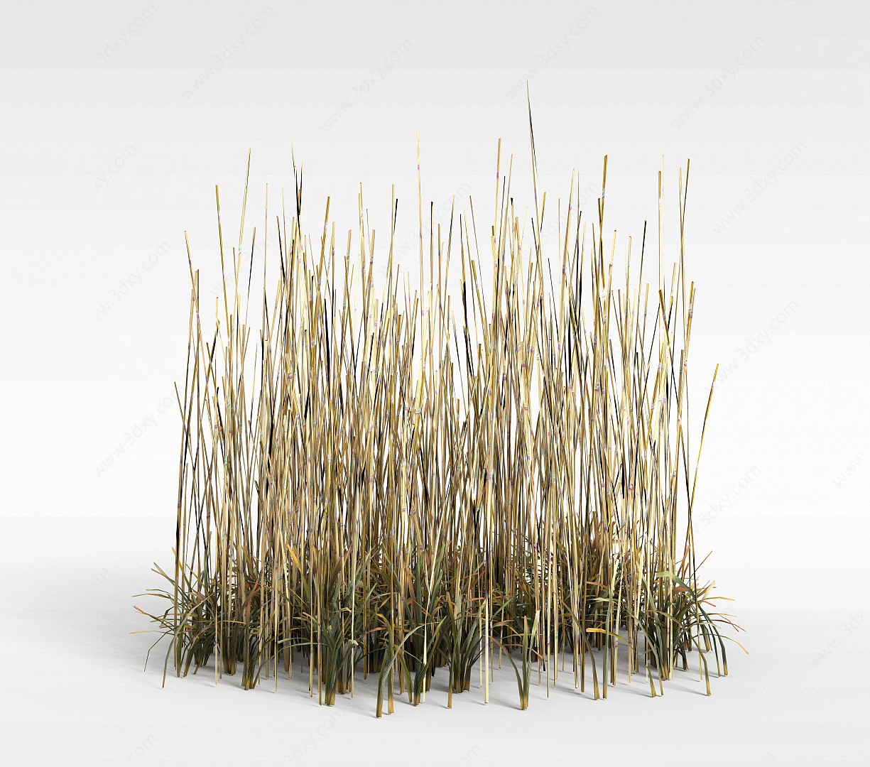 水草3D模型