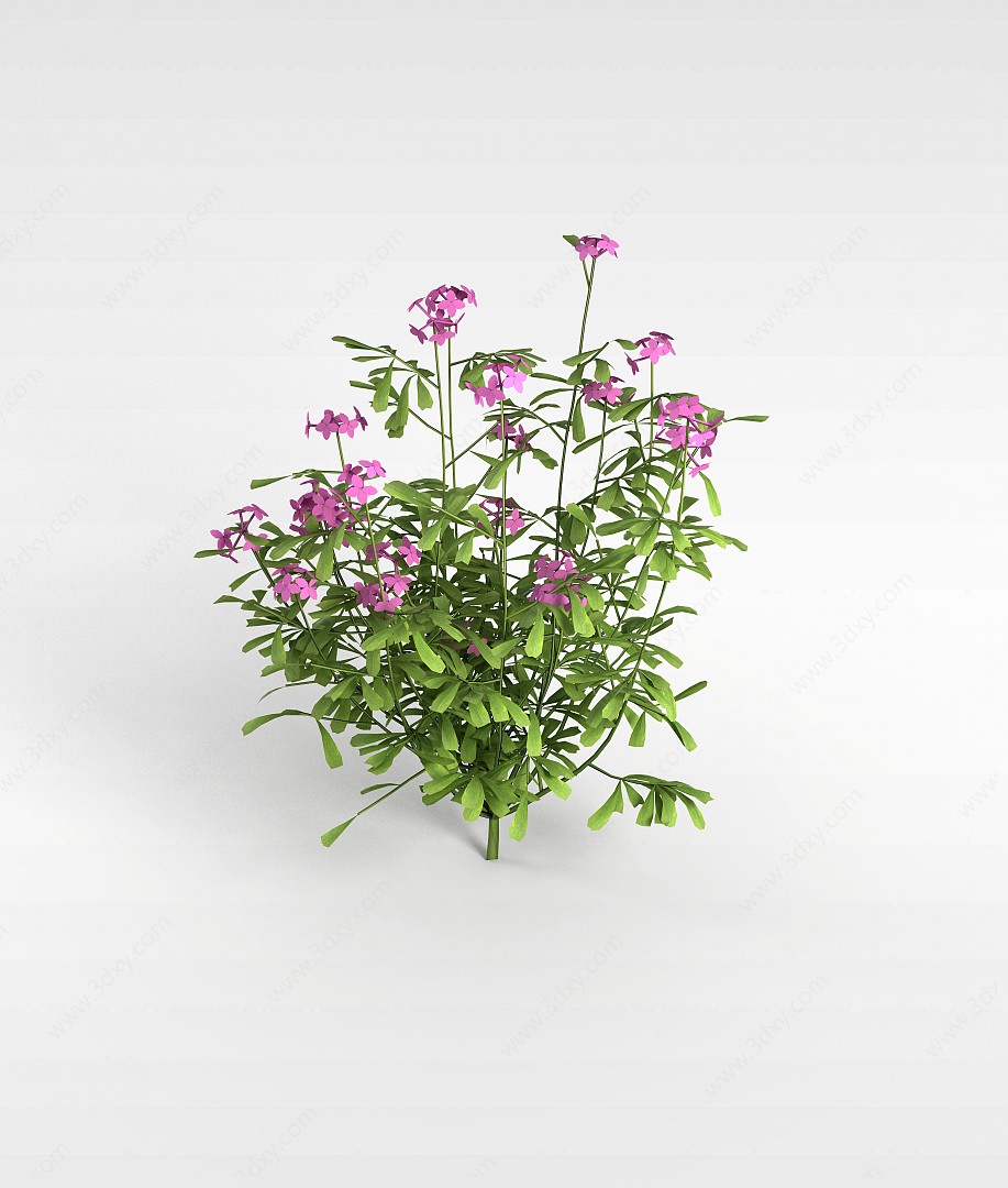 紫色花卉3D模型