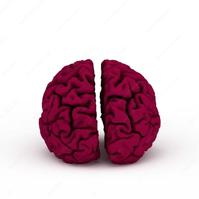大脑装饰品3D模型