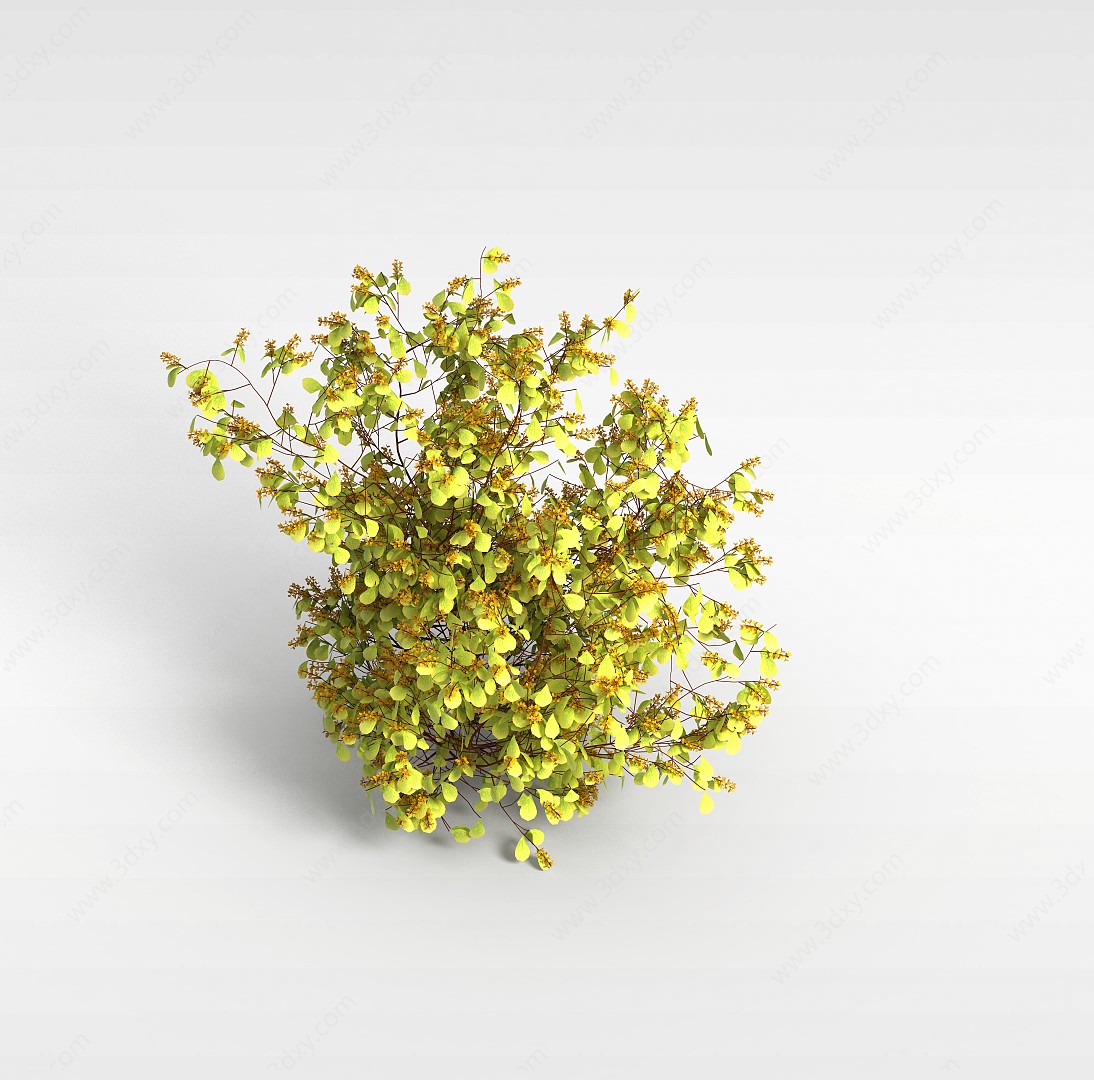 阔叶植物3D模型