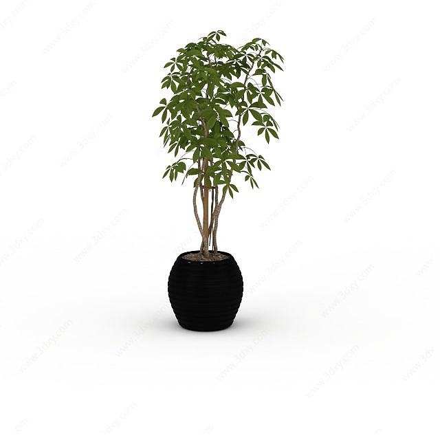 树苗盆栽3D模型