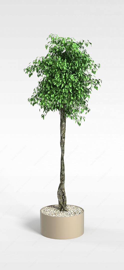 室内绿树盆栽3D模型