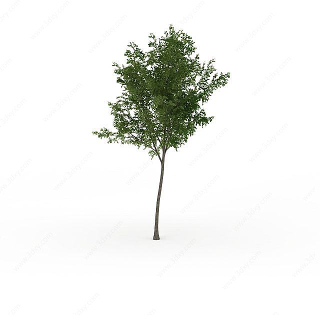 绿化阔叶树3D模型