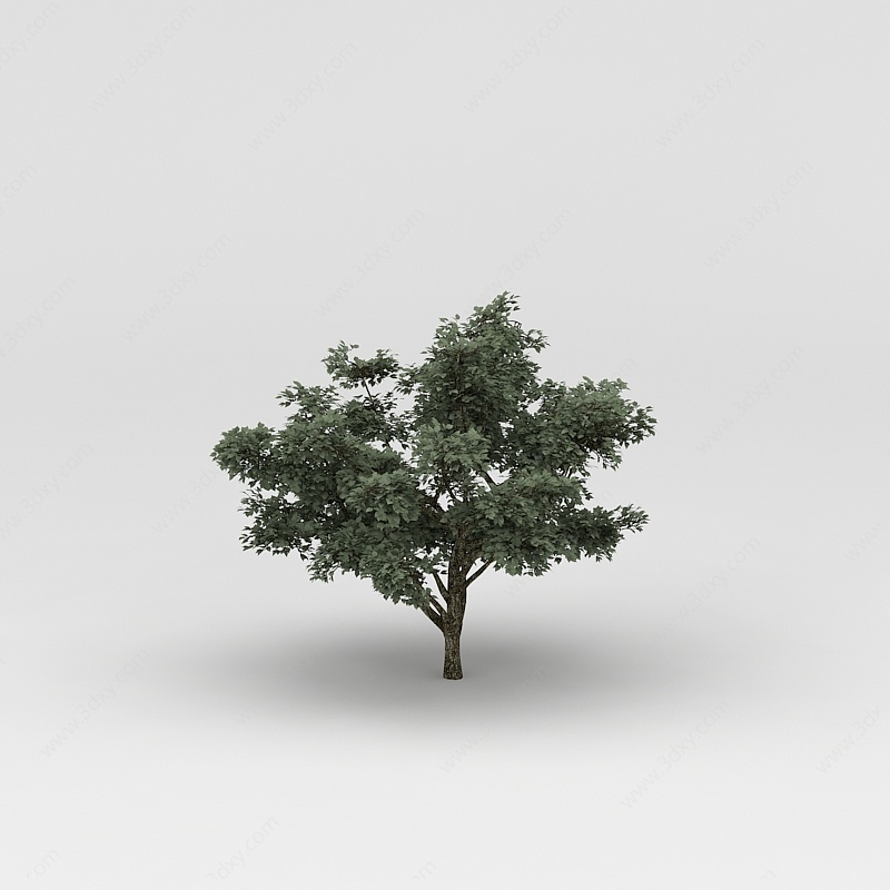 植物树木3D模型
