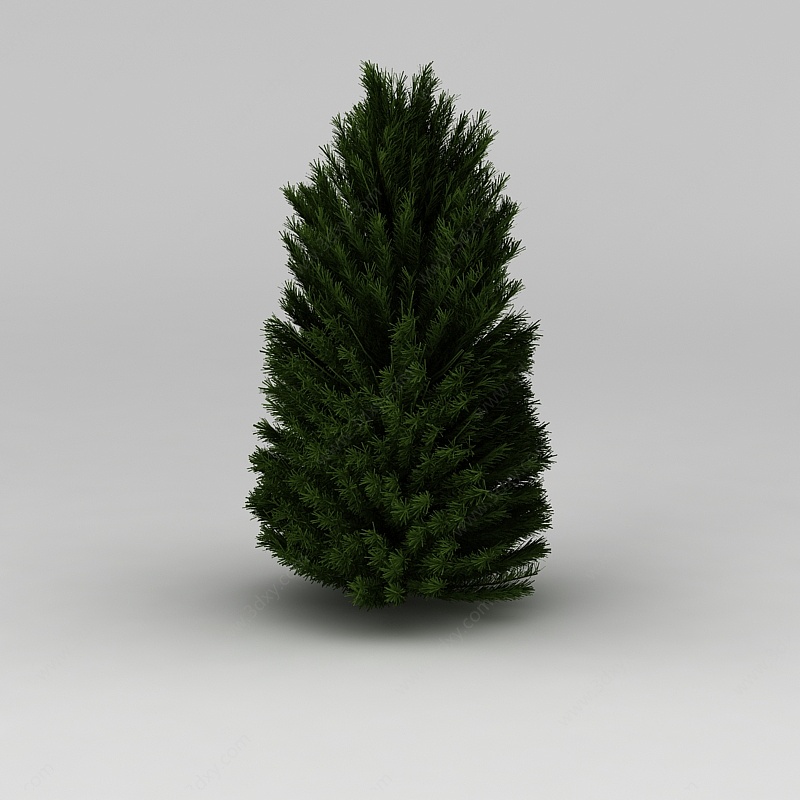 植物杉树3D模型
