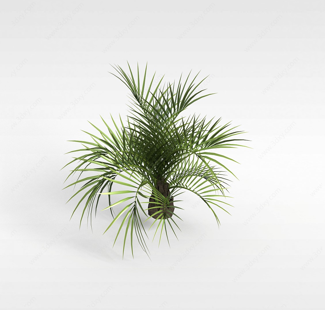 植物椰树3D模型