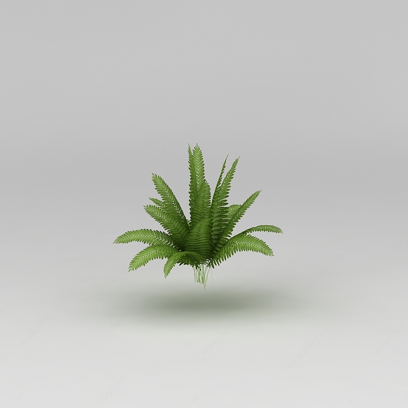 蕨类植物3D模型