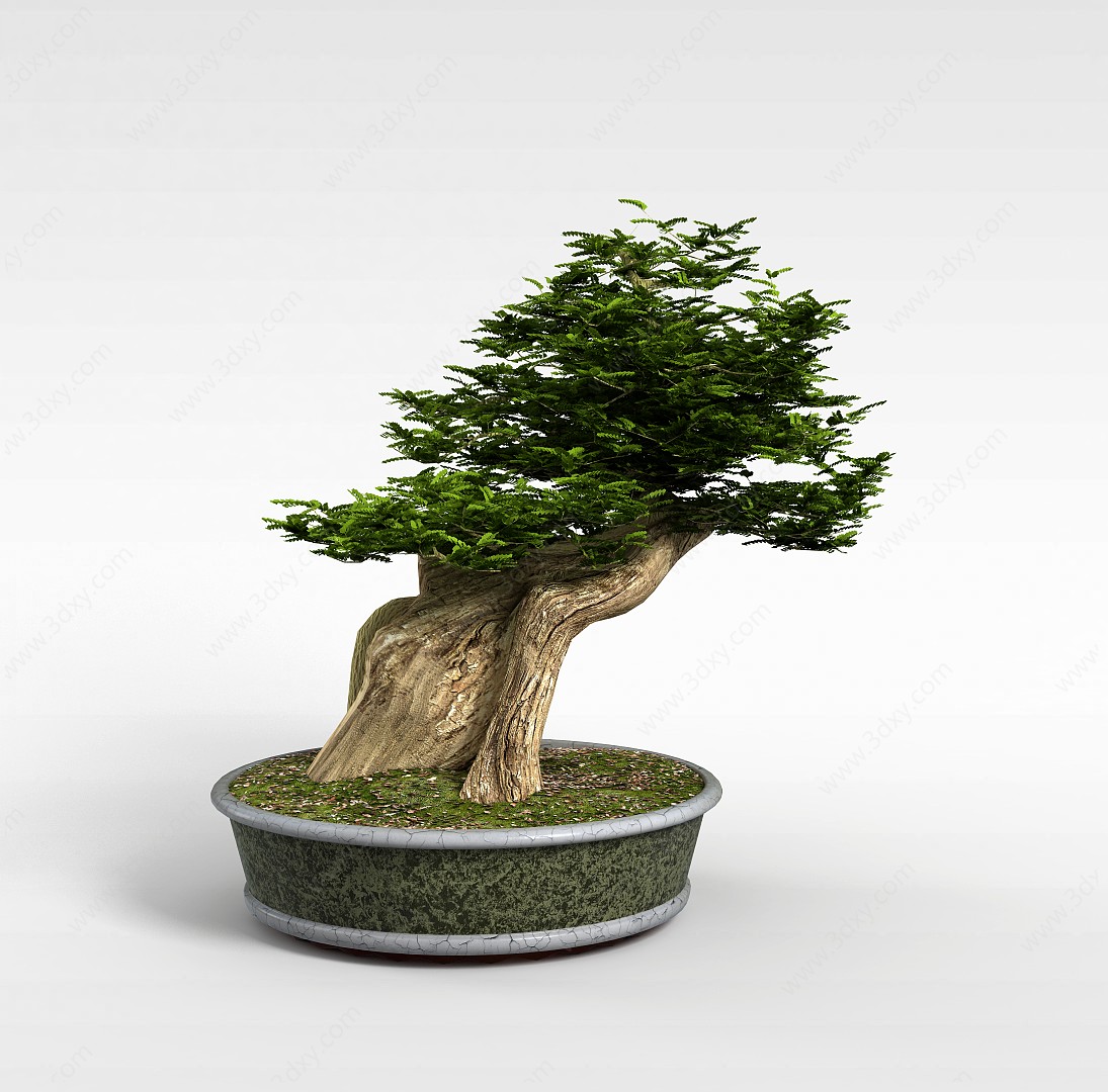 现代树木盆栽3D模型