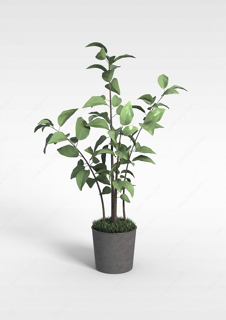 现代小树苗绿植盆栽3D模型