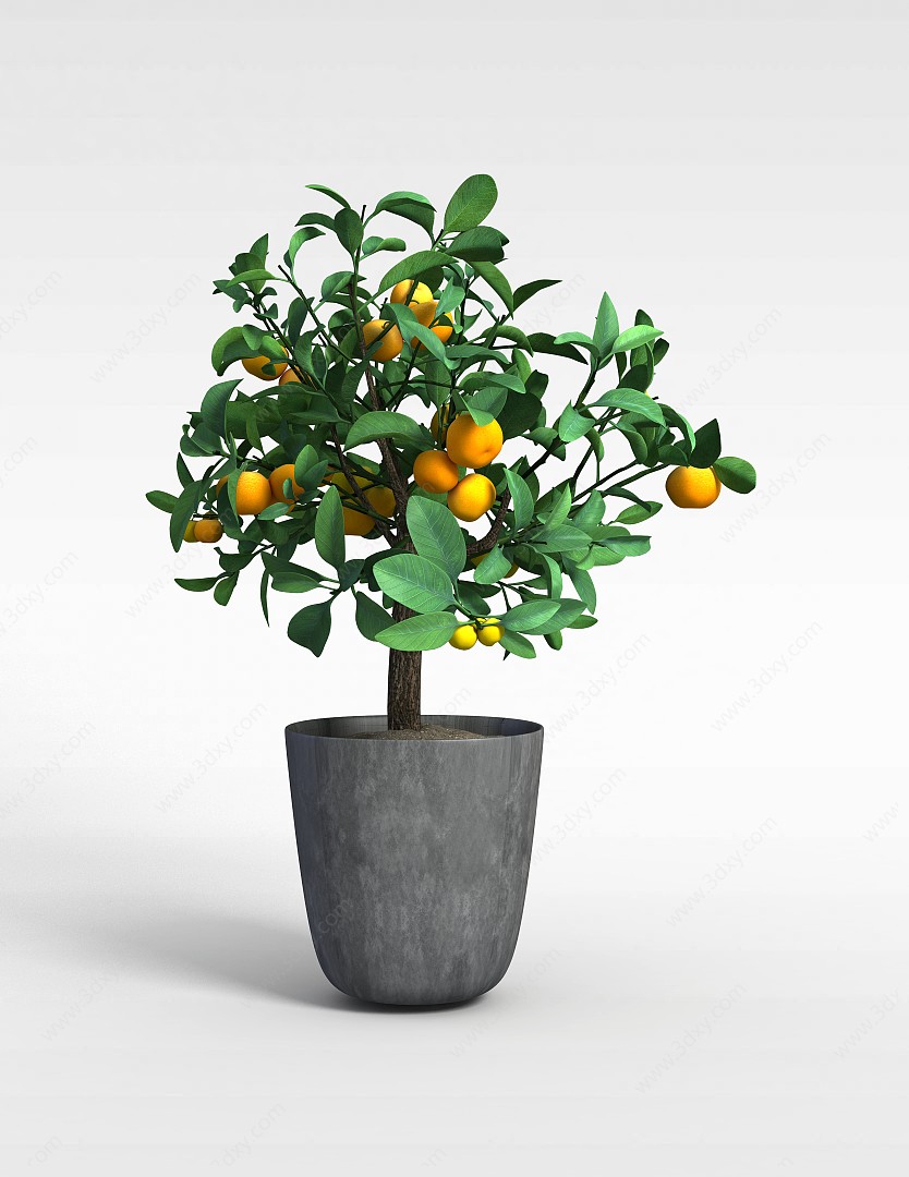 金桔盆栽观赏橘子树3D模型