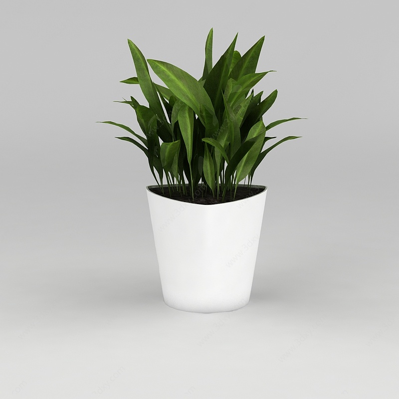 办公室绿植一叶兰3D模型