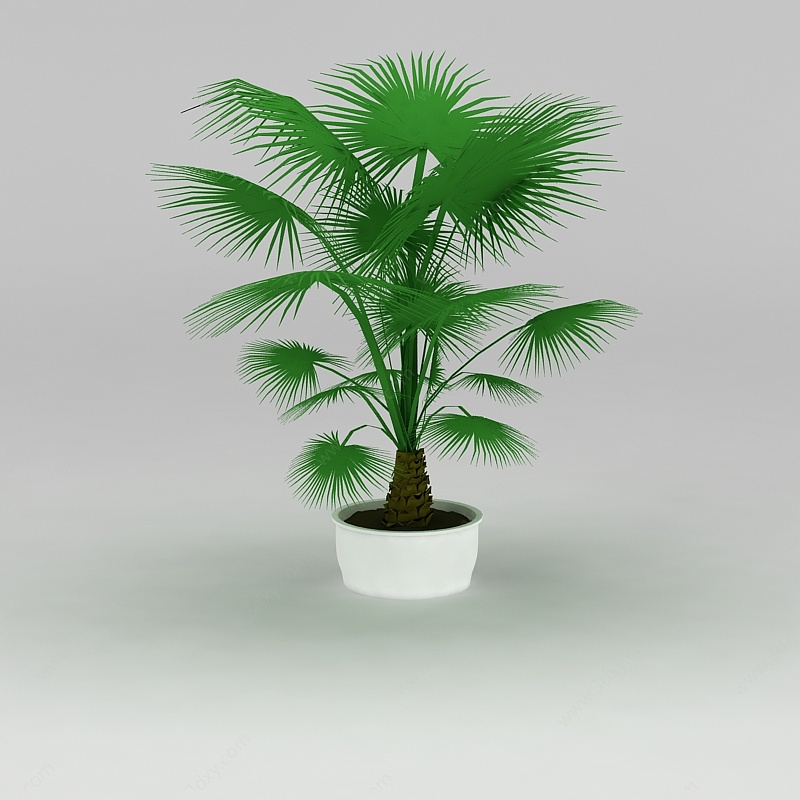 大厅盆景棕榈树3D模型