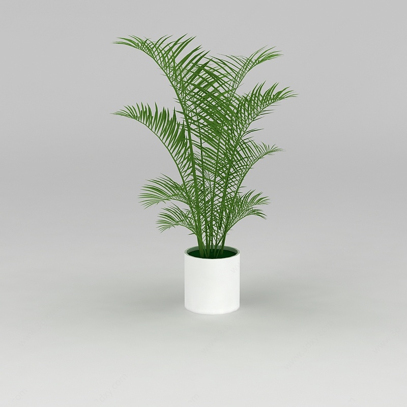大厅绿植散尾葵3D模型
