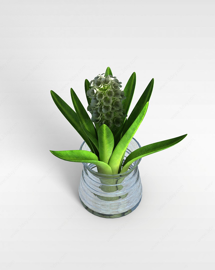 花盆绿植风信子3D模型