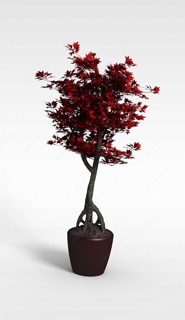 枫树盆栽3D模型