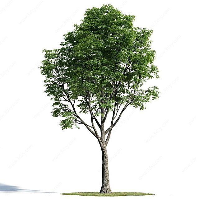 绿化乔木3D模型