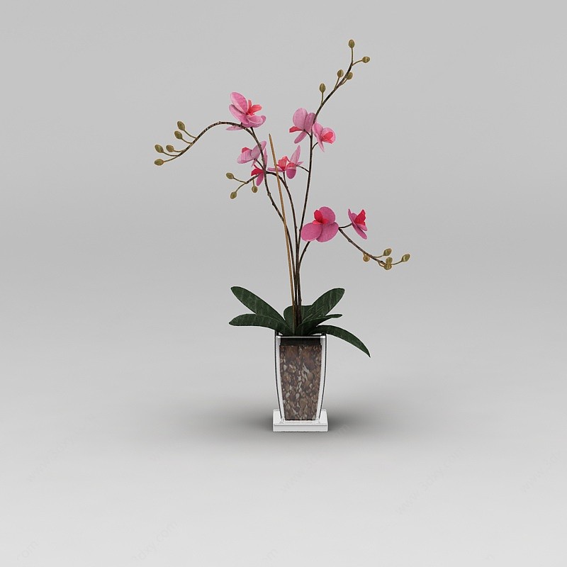 兰花花卉3D模型