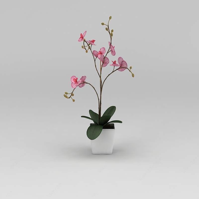 蝴蝶兰花卉3D模型