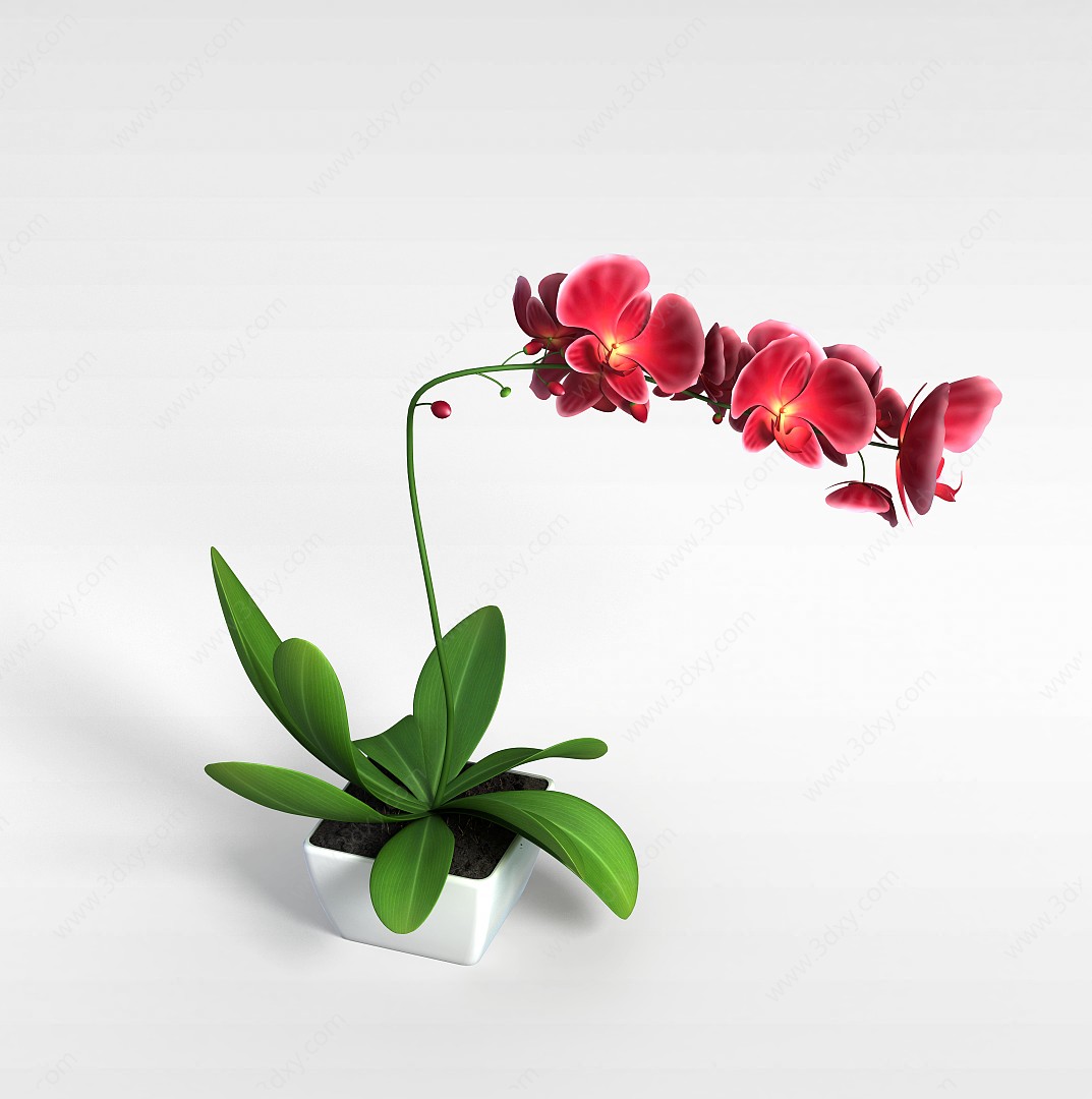 蝴蝶兰盆栽3D模型