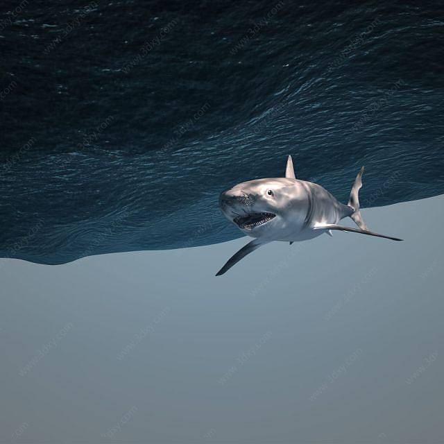 海底世界鲨鱼3D模型