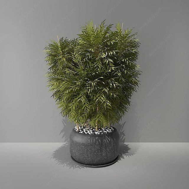 竹子绿植盆栽3D模型