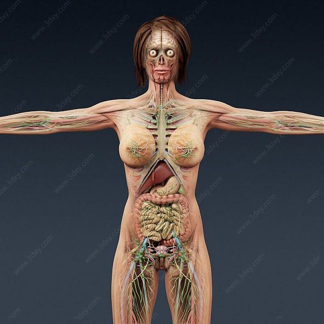 人体3D模型
